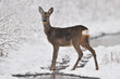 Rehe im Winter