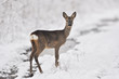 Rehe im Winter