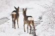 Rehe im Winter