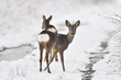 Rehe im Winter