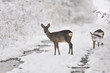 Rehe im Winter