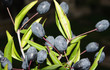 myrthus communis
