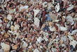 Seashells - Seashell Beach, Berrara, NSW Australia -3 Seashells - Seashell Beach, Berrara, NSW Australia -3