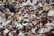 Seashells - Seashell Beach, Berrara, NSW Australia -2 Seashells - Seashell Beach, Berrara, NSW Australia -2