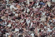 Seashells - Seashell Beach, Berrara, NSW Australia Seashells - Seashell Beach, Berrara, NSW Australia