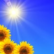 blue sky and sunflower