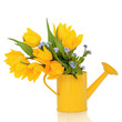 Spring Flower Beauty