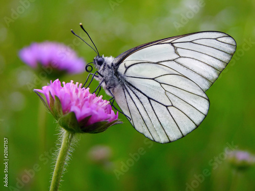 Black-veined White butterfly, Aporia crataegi © Marek 