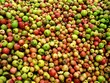 Pommes à cidre