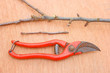 Secateurs