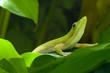 Foto: Gold dust gecko; Goldstaubtaggecko; Phelsuma laticauda Gold dust gecko; Goldstaubtaggecko; Phelsuma laticauda