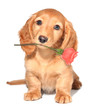 Valentine puppy