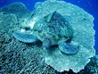 Sea turtle resting at hard coral at Bunaken, Indonesia