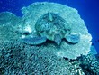 Sea turtle resting at hard coral at Bunaken, Indonesia