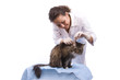Vet have a medical examination a cat Vet have a medical examination a cat