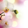 Beautiful Orchid border