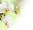 Beautiful Orchid