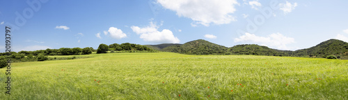 Trigal (panorama)