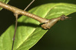 Phasmidae. Insecto Palo.  Río Napo. Amazonia. Ecuador