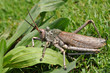 Photo en ligne au meilleur prix toxic milkweed grasshoppers,South Africa
