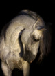 Andalusian horse portrait on the black background