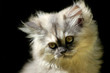 Katzenwelpe
