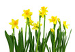 Yellow daffodils isolated on white