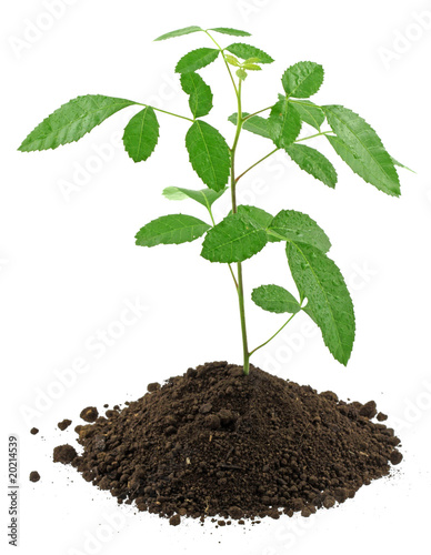 Photo: jeune arbre "Schinus molle", faux poivrier, terreau fond blanc jeune arbre "Schinus molle", faux poivrier, terreau fond blanc