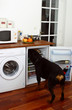 rottweiler se servant dans le frigidaire
