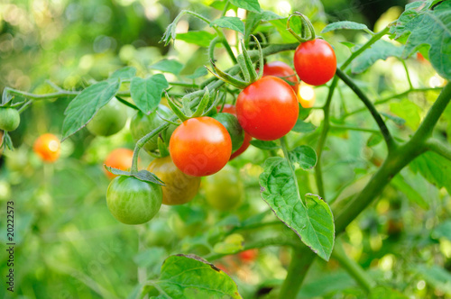 Tomatoes Growing on Cherry Tomatoes Growing On The Vine     Stanis  Aw Tokarski  20222573