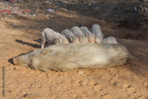 Photo: Pigs Pigs
