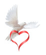 Dove in the air with wings wide open