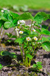 ao_090510_5872-WIP erdbeere.jpg