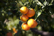 Naranjas en el árbol Naranjas en el árbol