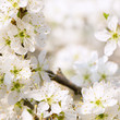 Blütenpracht im Frühling, Frühlingserwachen