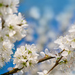 Frühlingsblüten, Schlehdorn (Prunus spinosa)