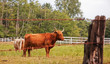 Scottish Highland Cows