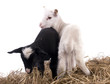 agneaux noir et blanc