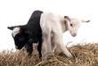 ageaux jumeaux noir et blanc