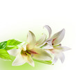 white flowers