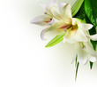 white flowers