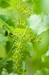 Grape detail in spring Grape detail in spring