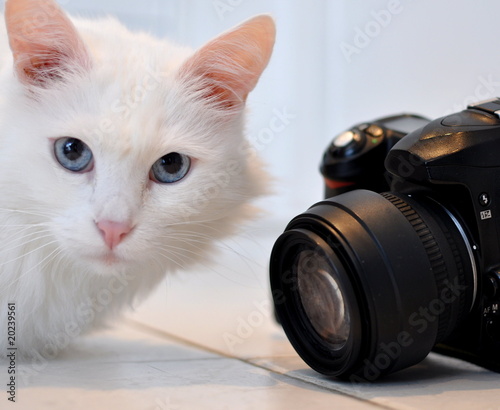 Photo: Katze im Studio Katze im Studio