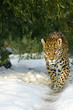 Großkatze Jaguar schleicht