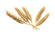 Grano