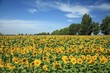 Sonnenblumen