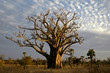 baobab tree (adansonia digitata) the symbol of senegal
