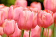 Tulip in Bloom Tulip in Bloom