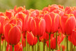 Soft Pink Tulip Petal Heads Soft Pink Tulip Petal Heads