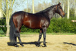Cheval
